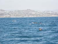 06-lots_of_dolphins_swimming_around