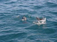 07-dolphins_swimming