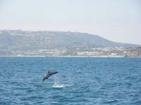 08-dolphin_jumping_out_of_the_water