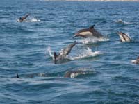 09-dolphins_dumping_out_of_water