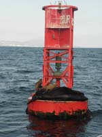 12-seals_and_sea_lion_on_ocean_buoy