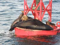 13-seals_and_sea_lion_on_ocean_buoy-one_jumping_out_of_the_water