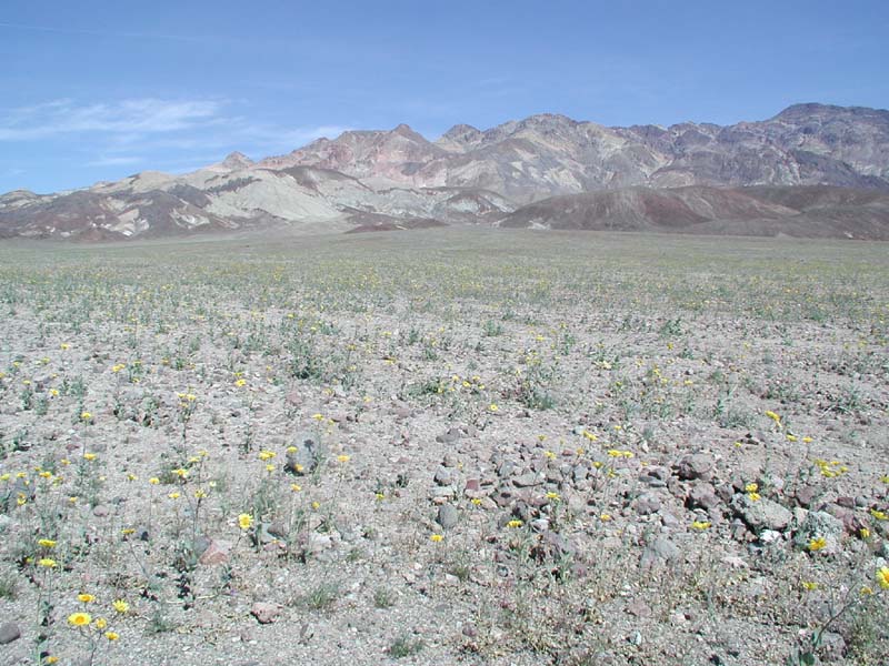 54-fields_of_wildflowers