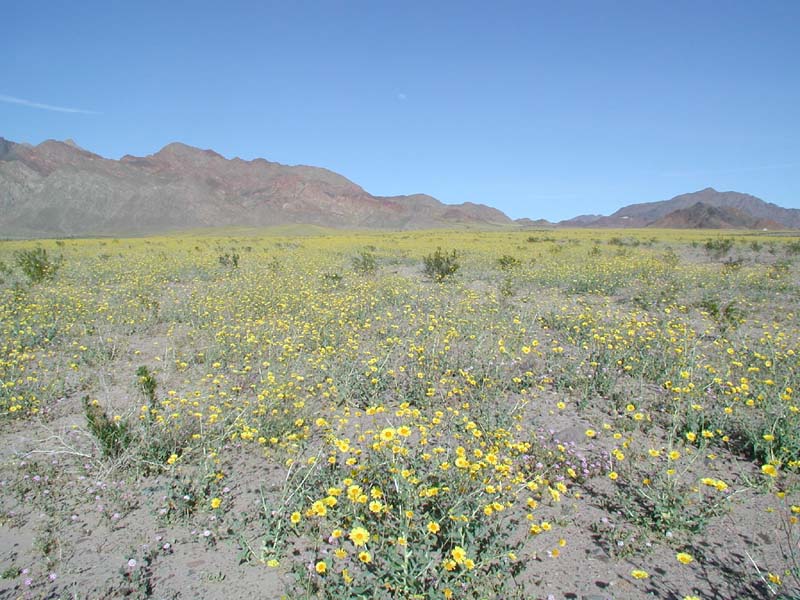 87-fields_of_yellow_wildflowers