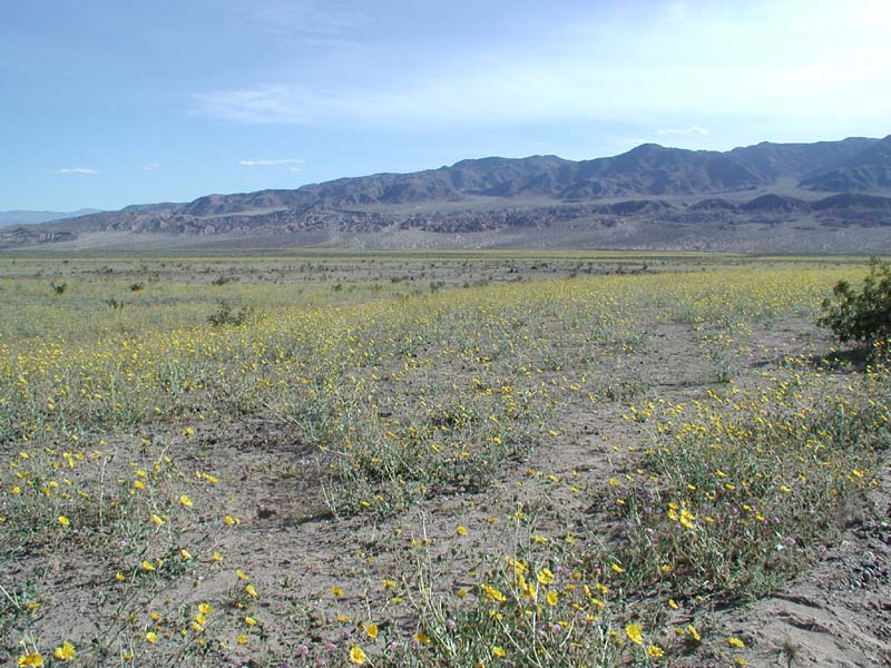 94-fields_of_yellow_wildflowers