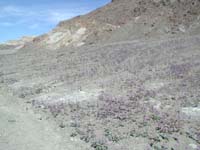 46-purrple_wildflowers_creeping_up_mountain_side