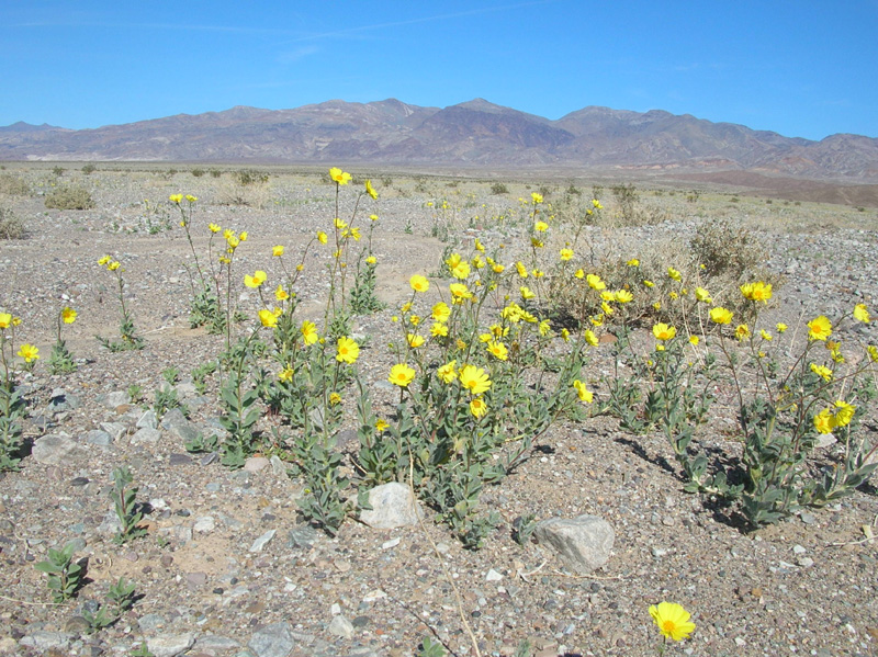 17-acres_of_Desert_Gold