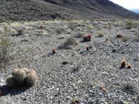 47-lots_of_cacti_in_wash-unlike_anywhere_else_I've_seen