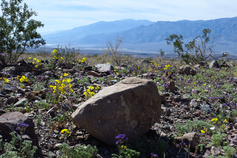 27-Golden_Evening_Primrose,Pedicellate_Phacelia,Gravel_Ghost