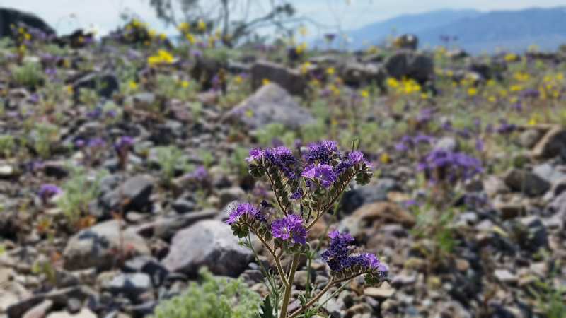 29-Pedicellate_Phacelia