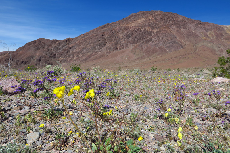 31-amazing_wildflowers_along_the_road