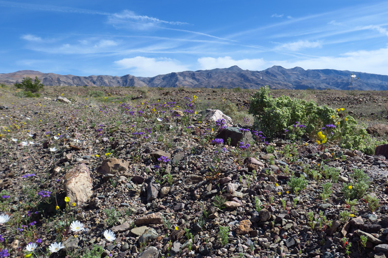 32-amazing_wildflowers_along_the_road