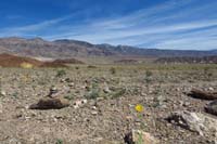 47-wildflower_scenery_along_road