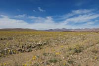 50-wildflower_scenery_along_road