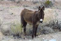 17-burro_still_has_its_winter_coat_spotted_along_the_side_of_the_road