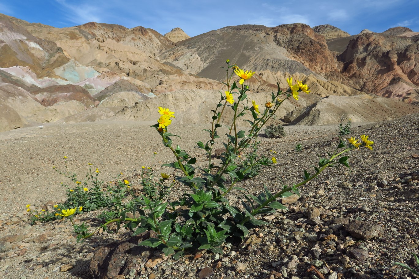 Desert_Gold-Artists_Palette