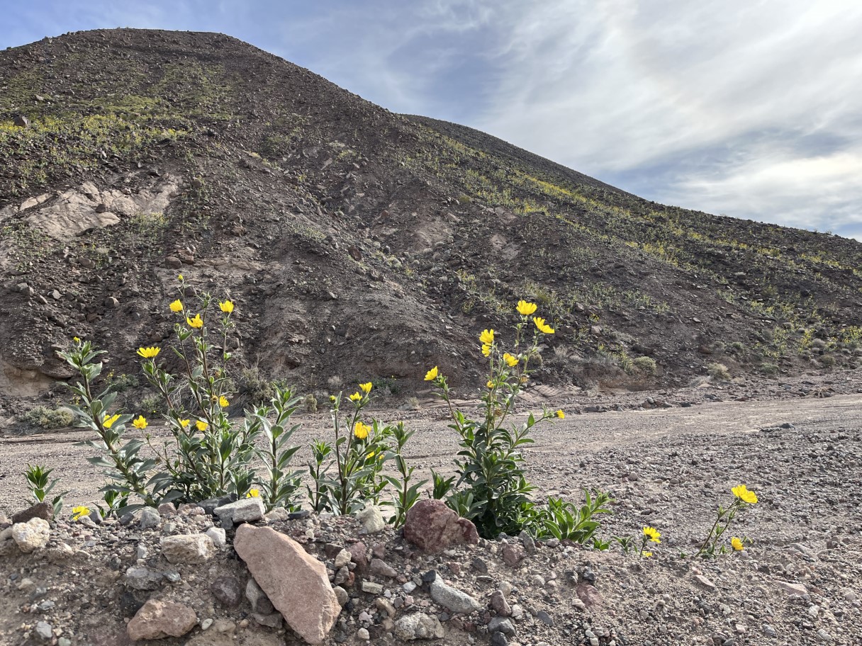 Desert_Gold-along_Dantes_View_Road