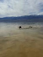 Badwater-20240223ZB-swimming_in_Death_Valley