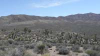 52-driving_back_on_dirt_road-panorama_view_of_Gass_Peak_and_ridgeline_with_Joshua_Trees