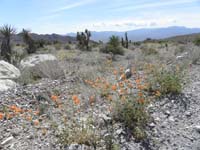 53-lots_of_pretty_wildflowers_along_dirt_road