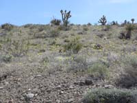54-lots_of_pretty_wildflowers_along_dirt_road.jpg