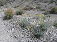 56-lots_of_pretty_wildflowers_along_dirt_road