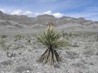 57-Yucca_blooming_with_Fossil_Ridge_in_background