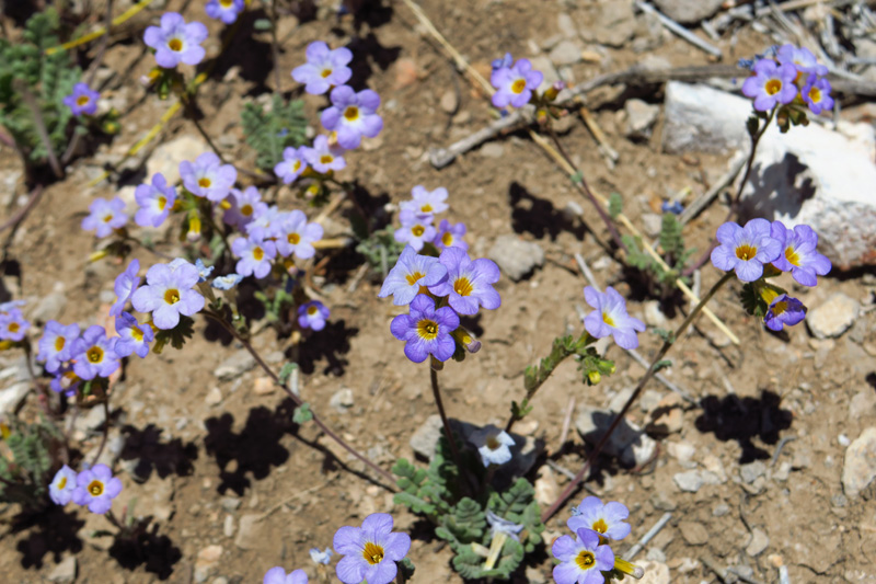 33-Phacelia-Fremont