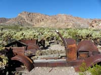 20-more_old_stuff_to_explore-Teddy_Bear_Chollas