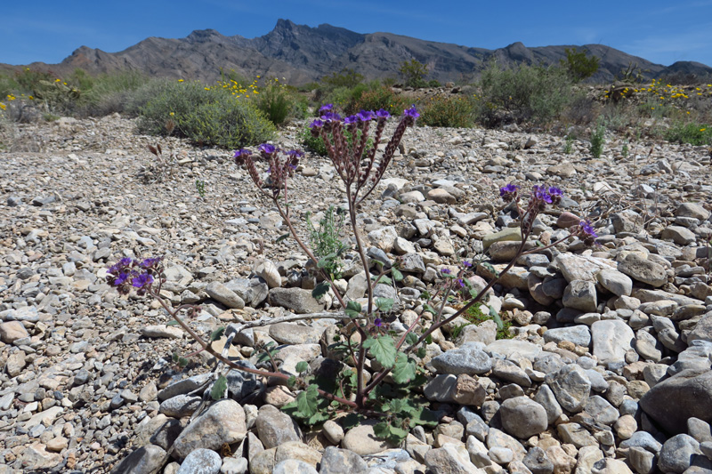 46-Notch-leaf_Phacelia