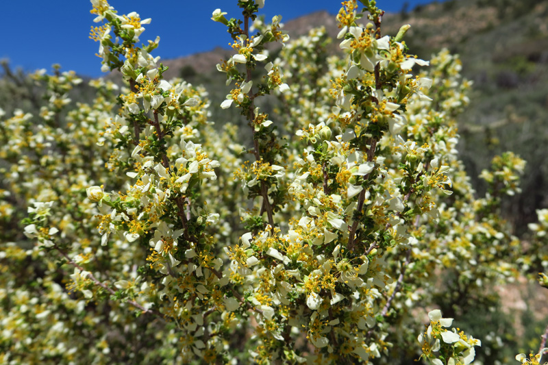 60-Cliffrose-zoom