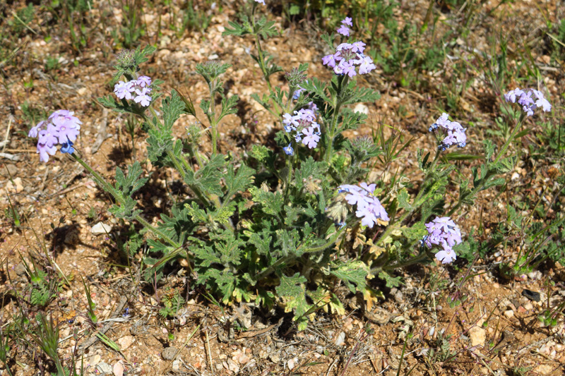 62-Gooding's_Verbena