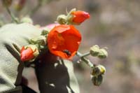 34-small_bees_mating_in_globemallow_flower