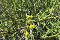 41-Turpentinebroom-zoom_of_flower_pod