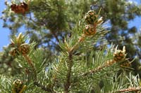 61-Pinyon_Pine-new_pine_cone_growth