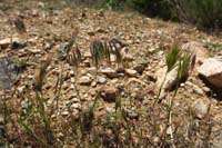 65-cheat_grass_and_red_brome-bad_invasive_species