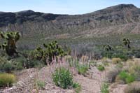 68-pretty_scenery_driving_back_down_Arizona_Rd-penstemons_and_joshua_trees