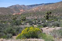 70-more_pretty_scenery_with_goldenbush_in_foreground