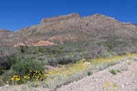 71-more_pretty_scenery_with_row_of_Desert_Marigold