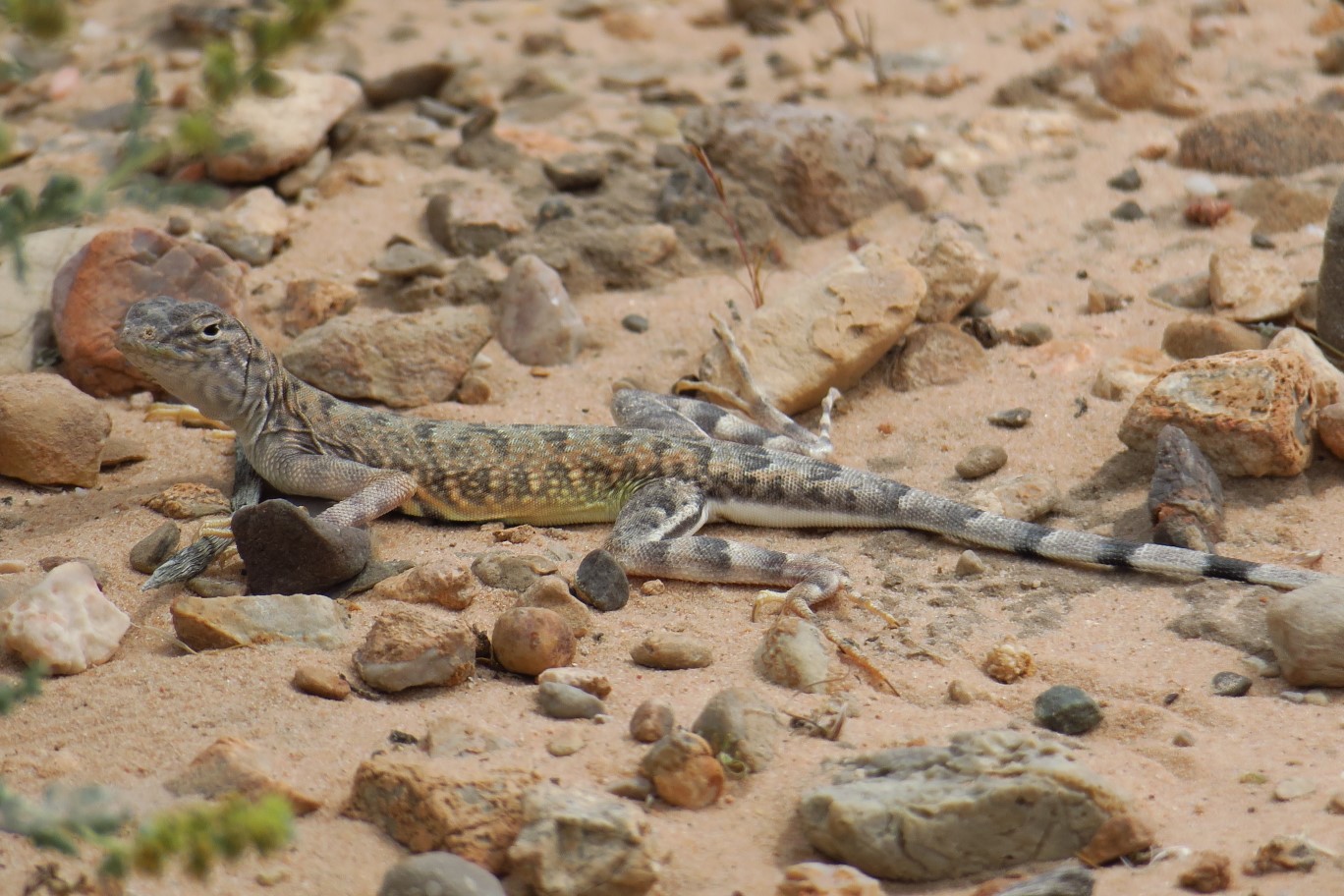61-zebra_lizard