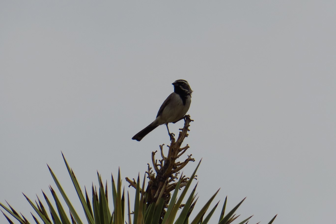 64-Black-throated_Sparrow(Amphispiza_bilineata)