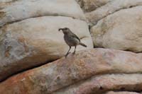 10-Rock_Wren(Salpinctes_obsoletus)_eating_an_insect