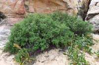 58-Skunkbush Sumac(Rhus trilobata),formally_squaw_bush(deragatory)-remnants_of_Pleistocene(ice_age),hanging_on-shaded,good_soil_moisture