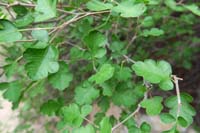 60-leaves_of_three_let_them_be-close_cousin_of_poison_oak,but_no_skin_issues