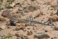 61-zebra_lizard