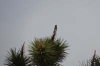 63-Black-throated_Sparrow(Amphispiza_bilineata)_sitting_on_top_of_a_Joshua_Tree_flower_stalk