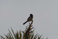 64-Black-throated_Sparrow(Amphispiza_bilineata)