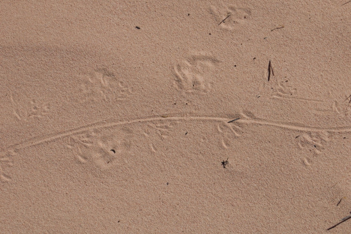 12-lizard_tracks_in_sand