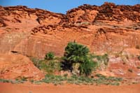 11-odd_palms_trees_in_area-not_native,planted_by_someone