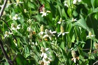 30-Yerba_Mansa_blooms